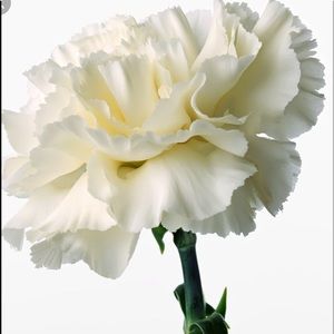 Meet your Posher, Madeline